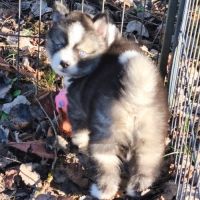 Chiot mâle pomsky f4 à réserver