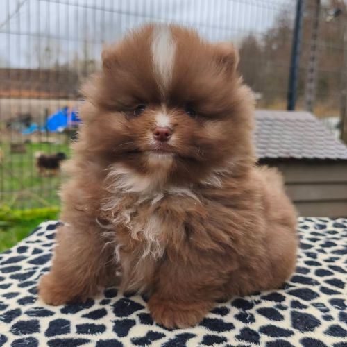 Chiot mâle spitz à réserver #1