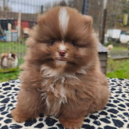 Chiot mâle spitz à réserver #4