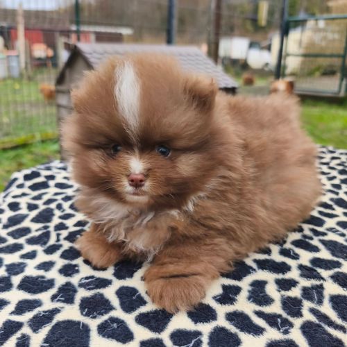 Chiot mâle spitz à réserver #5