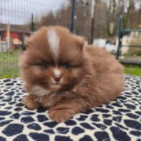 Chiot mâle spitz à réserver