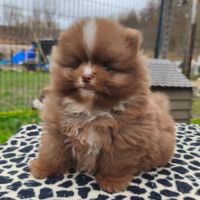 Chiot mâle spitz à réserver #3