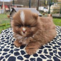 Chiot mâle spitz à réserver #5