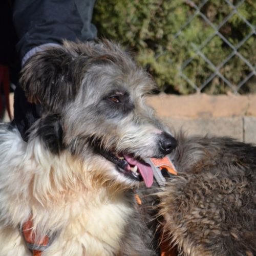 Chopo 1 an, croisé berger (ok chat😼) #2