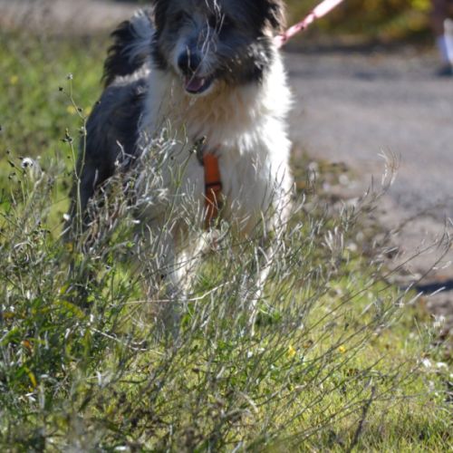 Chopo 1 an, croisé berger (ok chat😼) #3