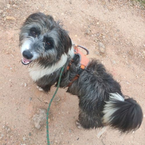 Chopo 1 an, croisé berger (ok chat😼)