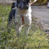 Chopo 1 an, croisé berger (ok chat😼) #3