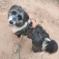 Chopo 1 an, croisé berger (ok chat😼) #0