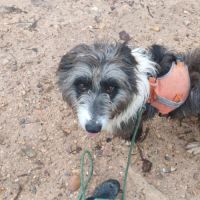 Chopo 1 an, croisé berger (ok chat😼) #5