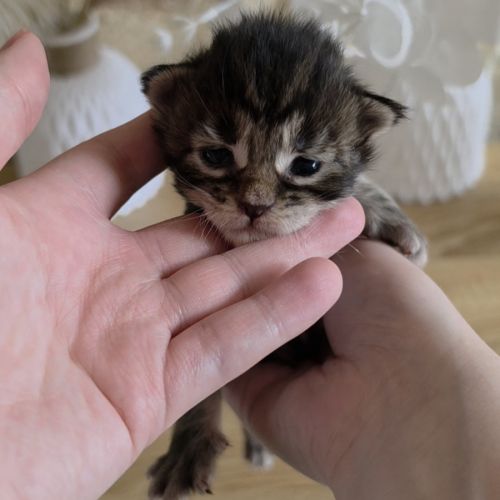 Chatons maine coon à réserver