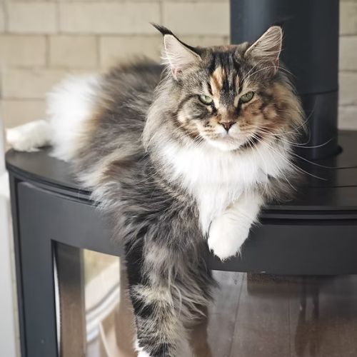 Chatons maine coon à réserver #2