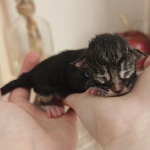 Chatons maine coon à réserver #4