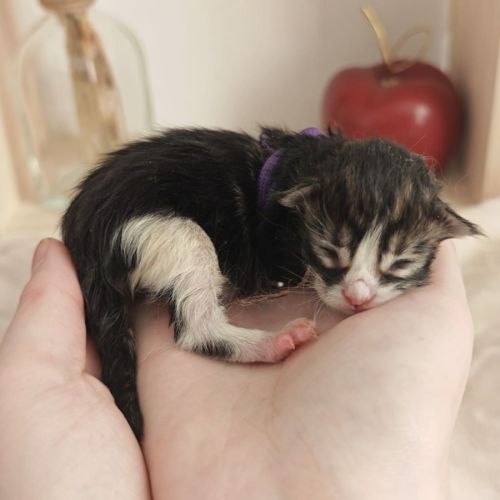 Chatons maine coon à réserver #5