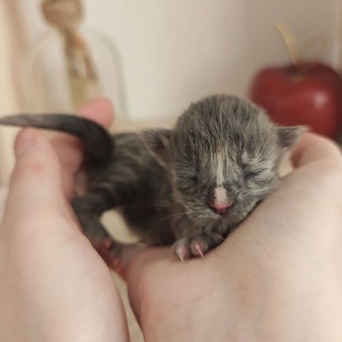 Chatons maine coon à réserver #0