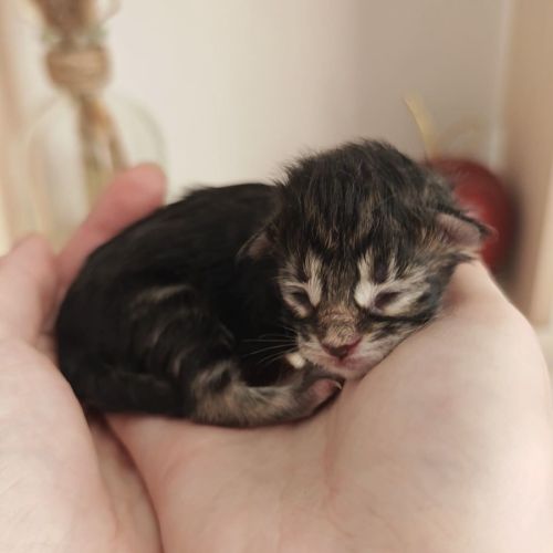 Chatons maine coon à réserver #8