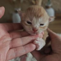 Chatons maine coon à réserver