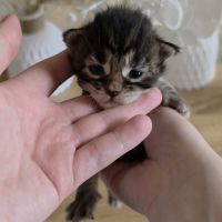 Chatons maine coon à réserver