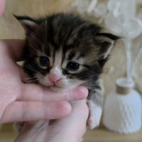 Chatons maine coon à réserver