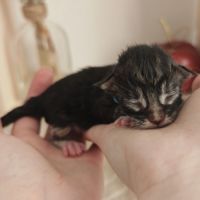 Chatons maine coon à réserver #4