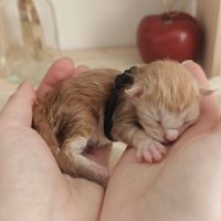 Chatons maine coon à réserver #6