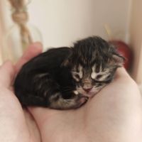 Chatons maine coon à réserver #8