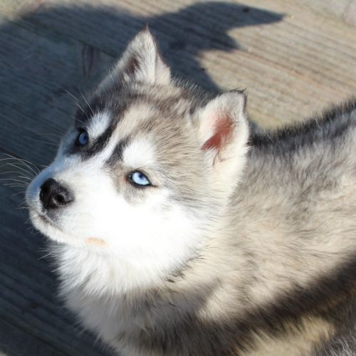 Magnifique chiot mâle husky lof à vendre #1