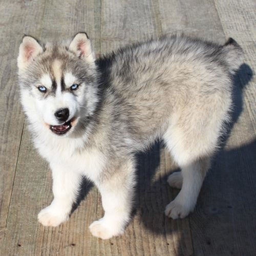 Magnifique chiot mâle husky lof à vendre #2