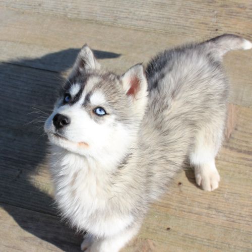 Magnifique chiot mâle husky lof à vendre #3