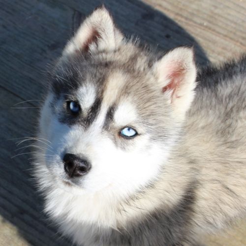 Magnifique chiot mâle husky lof à vendre #0
