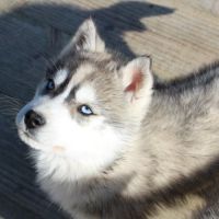Magnifique chiot mâle husky lof à vendre #1