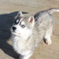 Magnifique chiot mâle husky lof à vendre #3