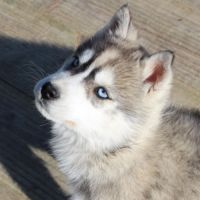 Magnifique chiot mâle husky lof à vendre #4