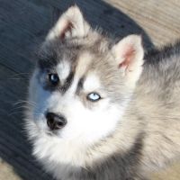 Magnifique chiot mâle husky lof à vendre
