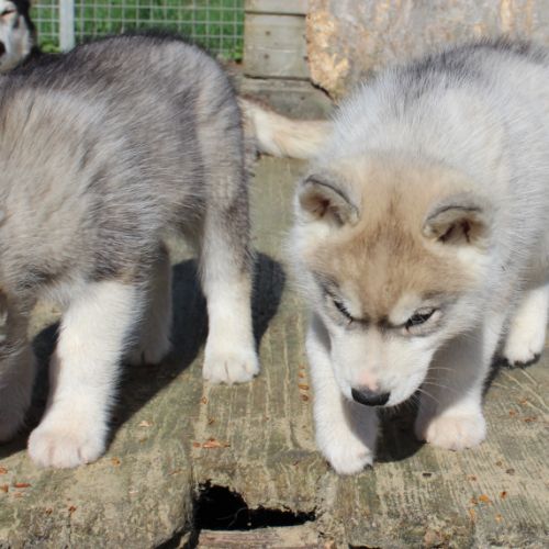 Magnifiques chiots husky lof à réserver #1