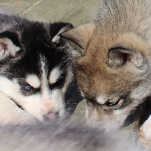 Magnifiques chiots husky lof à réserver #2