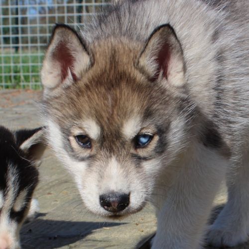 Magnifiques chiots husky lof à réserver #4