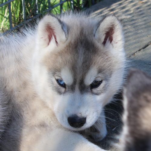 Magnifiques chiots husky lof à réserver #0