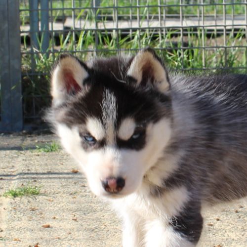 Magnifiques chiots husky lof à réserver #8