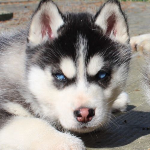 Magnifiques chiots husky lof à réserver #9