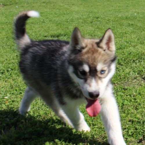Magnifiques chiots husky lof à vendre