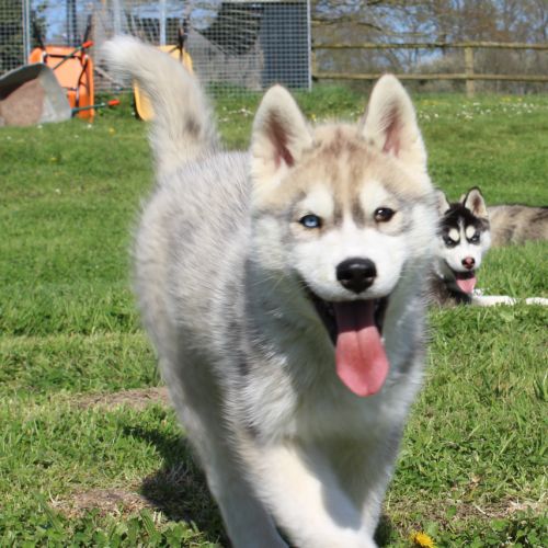 Magnifiques chiots husky lof à réserver