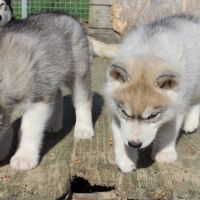 Magnifiques chiots husky lof à réserver #1