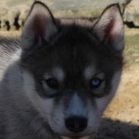 Magnifiques chiots husky lof à réserver #3