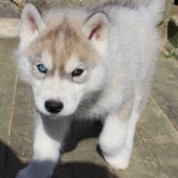 Magnifiques chiots husky lof à réserver #6