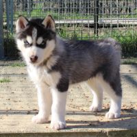 Magnifiques chiots husky lof à réserver #7