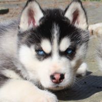 Magnifiques chiots husky lof à réserver #9