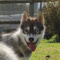 Magnifiques chiots husky lof à réserver #1