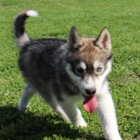 Magnifiques chiots husky lof à vendre