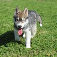 Magnifiques chiots husky lof à réserver #2