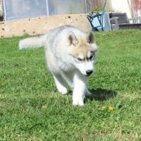 Magnifiques chiots husky lof à réserver #3